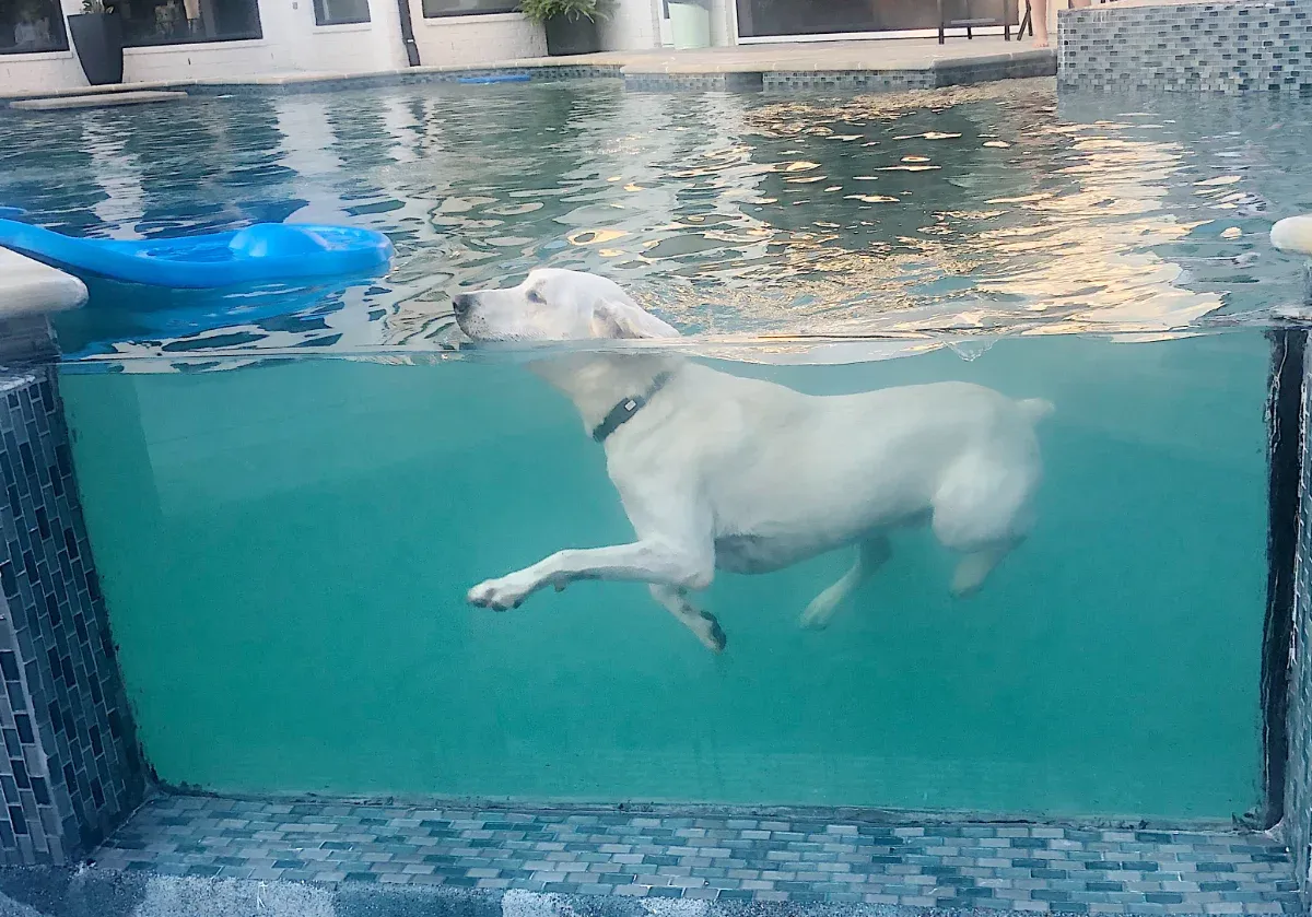 See-thru glass section built into this custom swimming pool.